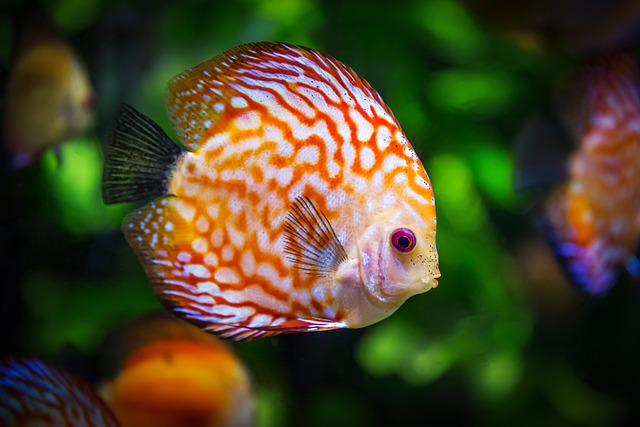 akvarijní ryby